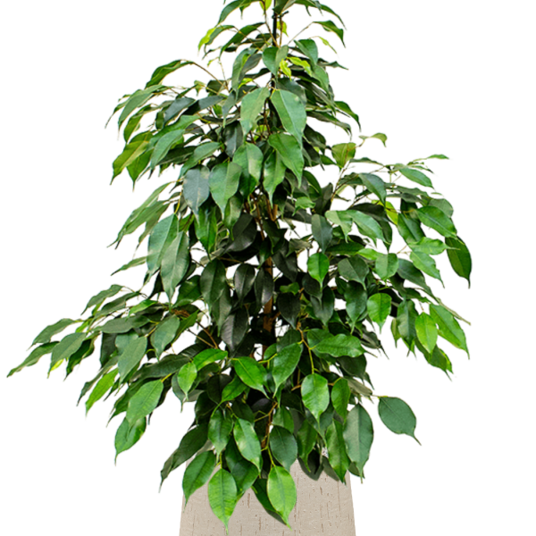 Ficus benjamina 'Danielle' în ghiveci Baq Raindrop Ficus benjamina 'Danielle' în ghiveci Baq Raindrop