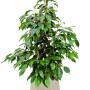 Ficus benjamina 'Danielle' în ghiveci Baq Raindrop