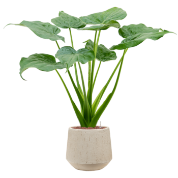Alocasia cucullata în varianta „Baq Raindrop” Alocasia cucullata în varianta „Baq Raindrop”