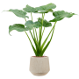Alocasia cucullata în varianta „Baq Raindrop”