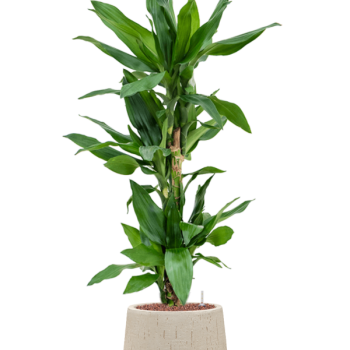 Dracaena fragrans 'Burundii' în ghiveci Baq Raindrop Dracaena fragrans 'Burundii' în ghiveci Baq Raindrop