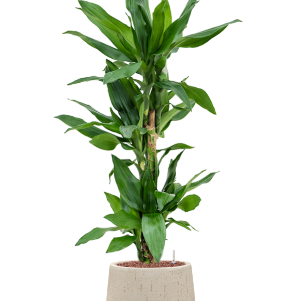 Dracaena fragrans 'Burundii' în ghiveci Baq Raindrop Dracaena fragrans 'Burundii' în ghiveci Baq Raindrop