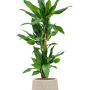 Dracaena fragrans 'Burundii' în ghiveci Baq Raindrop