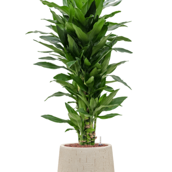 Dracaena fragrans 'Janet Lind' în ghiveciul Baq Raindrop Dracaena fragrans 'Janet Lind' în ghiveciul Baq Raindrop