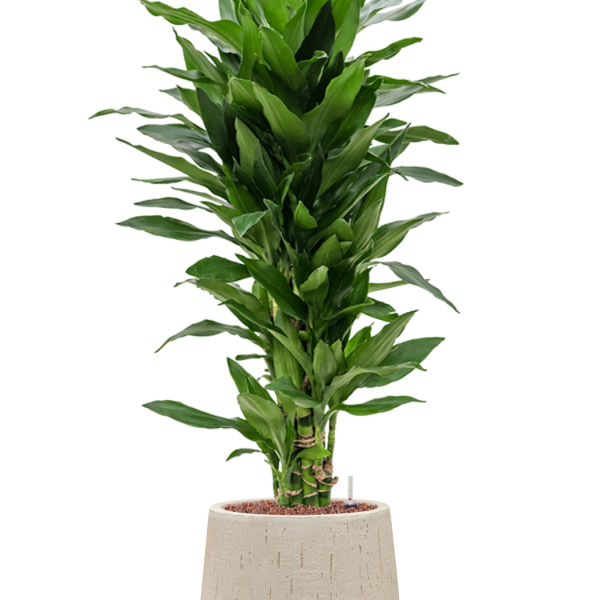 Dracaena fragrans 'Janet Lind' în ghiveciul Baq Raindrop Dracaena fragrans 'Janet Lind' în ghiveciul Baq Raindrop