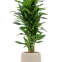 Dracaena fragrans 'Janet Lind' în ghiveciul Baq Raindrop