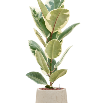 Ficus elastica 'Tineke' în ghiveci Baq Raindrop