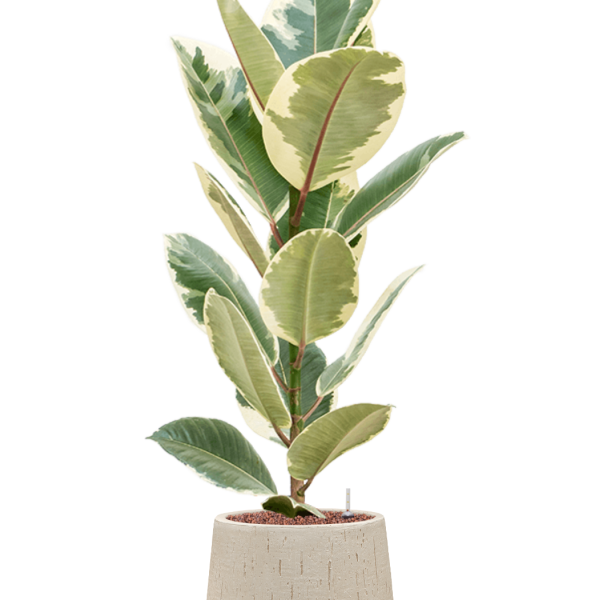 Ficus elastica 'Tineke' în ghiveci Baq Raindrop Ficus elastica 'Tineke' în ghiveci Baq Raindrop