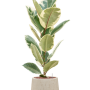 Ficus elastica 'Tineke' în ghiveci Baq Raindrop