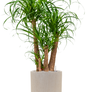 Beaucarnea recurvata în ghiveciul Baq Raindrop Beaucarnea recurvata în ghiveciul Baq Raindrop