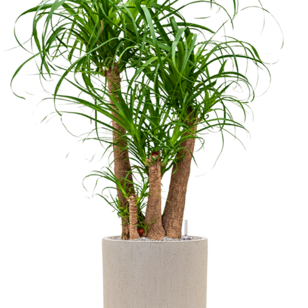 Beaucarnea recurvata în ghiveciul Baq Raindrop Beaucarnea recurvata în ghiveciul Baq Raindrop