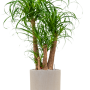Beaucarnea recurvata în ghiveciul Baq Raindrop