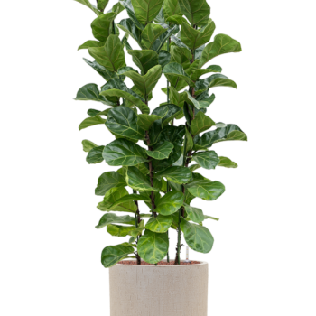 Ficus lyrata 'Bambino' în ghiveciul Baq Raindrop