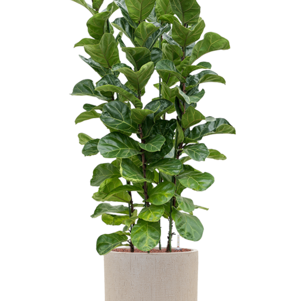Ficus lyrata 'Bambino' în ghiveciul Baq Raindrop