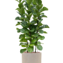 Ficus lyrata 'Bambino' în ghiveciul Baq Raindrop