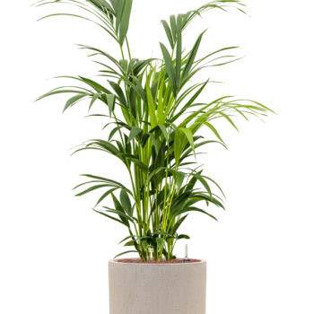 Kentia (Howea) forsteriana în ghiveciul „Baq Raindrop” Kentia (Howea) forsteriana în ghiveciul „Baq Raindrop”