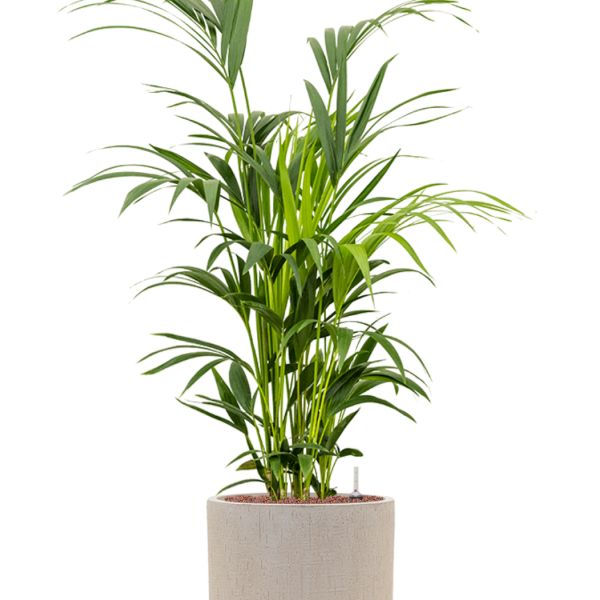 Kentia (Howea) forsteriana în ghiveciul „Baq Raindrop”