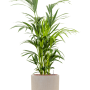 Kentia (Howea) forsteriana în ghiveciul „Baq Raindrop”