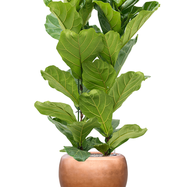 Ficus lyrata cu frunze de argint metalic Baq