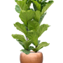 Ficus lyrata cu frunze de argint metalic Baq