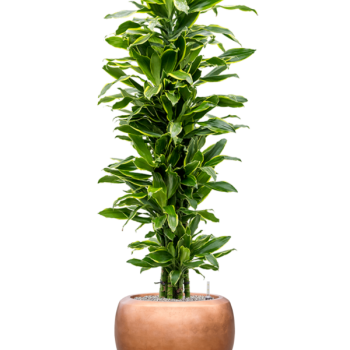 Dracaena „Golden Coast” cu frunze de argint metalic Baq