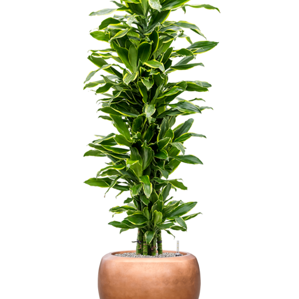 Dracaena „Golden Coast” cu frunze de argint metalic Baq