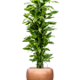 Dracaena „Golden Coast” cu frunze de argint metalic Baq