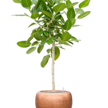 Ficus benghalensis 'Audrey' cu frunze de culoare argintiu metalic Baq