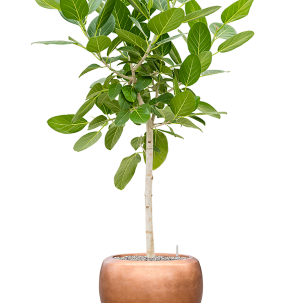 Ficus benghalensis 'Audrey' cu frunze de culoare argintiu metalic Baq