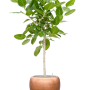 Ficus benghalensis 'Audrey' cu frunze de culoare argintiu metalic Baq