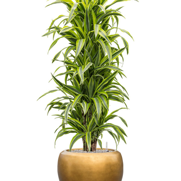 Dracaena fragrans 'Lemon Lime' în ghiveci Baq cu frunze argintii metalizate