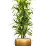 Dracaena fragrans 'Lemon Lime' în ghiveci Baq cu frunze argintii metalizate
