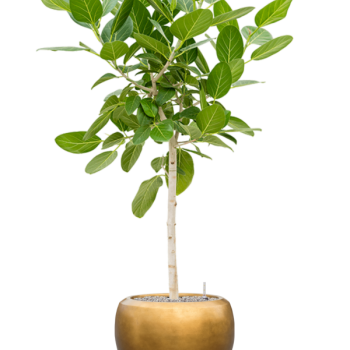 Ficus benghalensis 'Audrey' cu frunze de argint metalic Baq