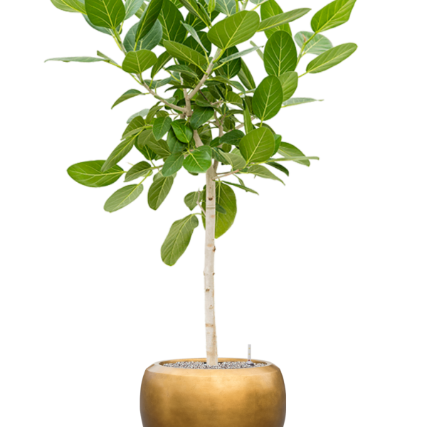 Ficus benghalensis 'Audrey' cu frunze de argint metalic Baq