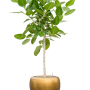 Ficus benghalensis 'Audrey' cu frunze de argint metalic Baq