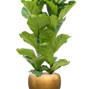 Ficus lyrata cu frunze de argint metalic Baq