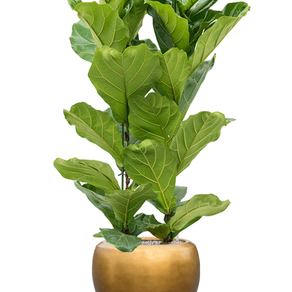 Ficus lyrata cu frunze de argint metalic Baq
