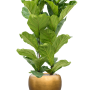 Ficus lyrata cu frunze de argint metalic Baq