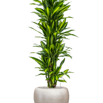 Dracaena fragrans 'Cintho' cu frunze de culoare argintiu metalic Baq Dracaena fragrans 'Cintho' cu frunze de culoare argintiu metalic Baq