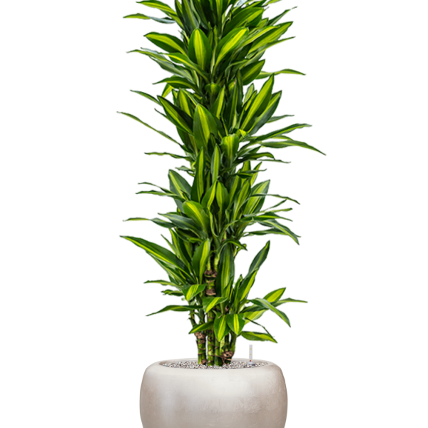 Dracaena fragrans 'Cintho' cu frunze de culoare argintiu metalic Baq Dracaena fragrans 'Cintho' cu frunze de culoare argintiu metalic Baq