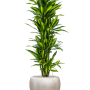 Dracaena fragrans 'Cintho' cu frunze de culoare argintiu metalic Baq