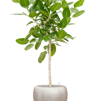 Ficus benghalensis 'Audrey' cu frunze de argint metalic Baq