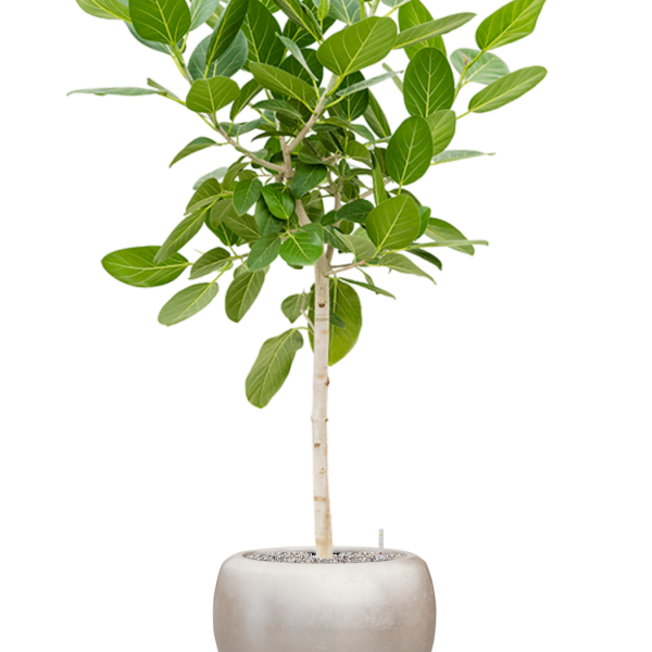 Ficus benghalensis 'Audrey' cu frunze de argint metalic Baq