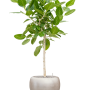 Ficus benghalensis 'Audrey' cu frunze de argint metalic Baq