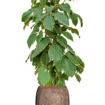 Tetrastigma voinierianum în Baq Polystone, finisaj neted