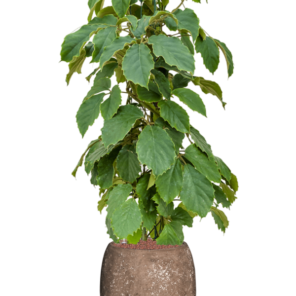 Tetrastigma voinierianum în Baq Polystone, finisaj neted