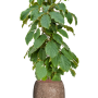 Tetrastigma voinierianum în Baq Polystone, finisaj neted