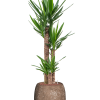 Yucca elephantipes în varianta „Baq Polystone Coated Plain”
