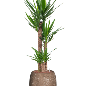 Yucca elephantipes în varianta „Baq Polystone Coated Plain” Yucca elephantipes în varianta „Baq Polystone Coated Plain”