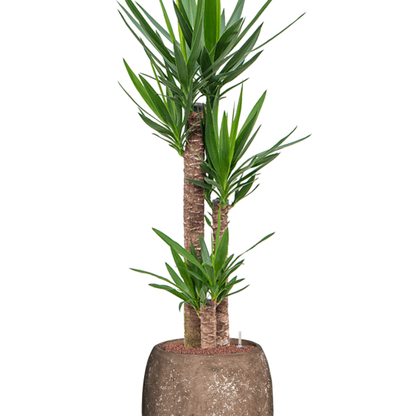Yucca elephantipes în varianta „Baq Polystone Coated Plain” Yucca elephantipes în varianta „Baq Polystone Coated Plain”